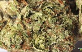 Buy Godfather OG kush online