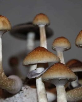 B+ Cubensis Mushroom Spore Syringe